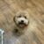 Puppy Meet-Up #1